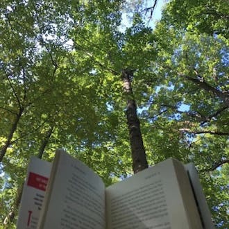 A view of trees beyond an open book. 
