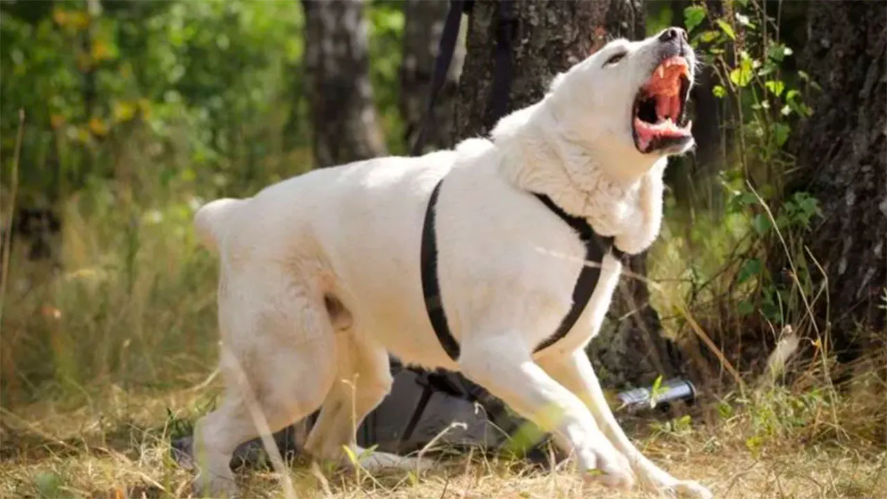 Алабай вес взрослой