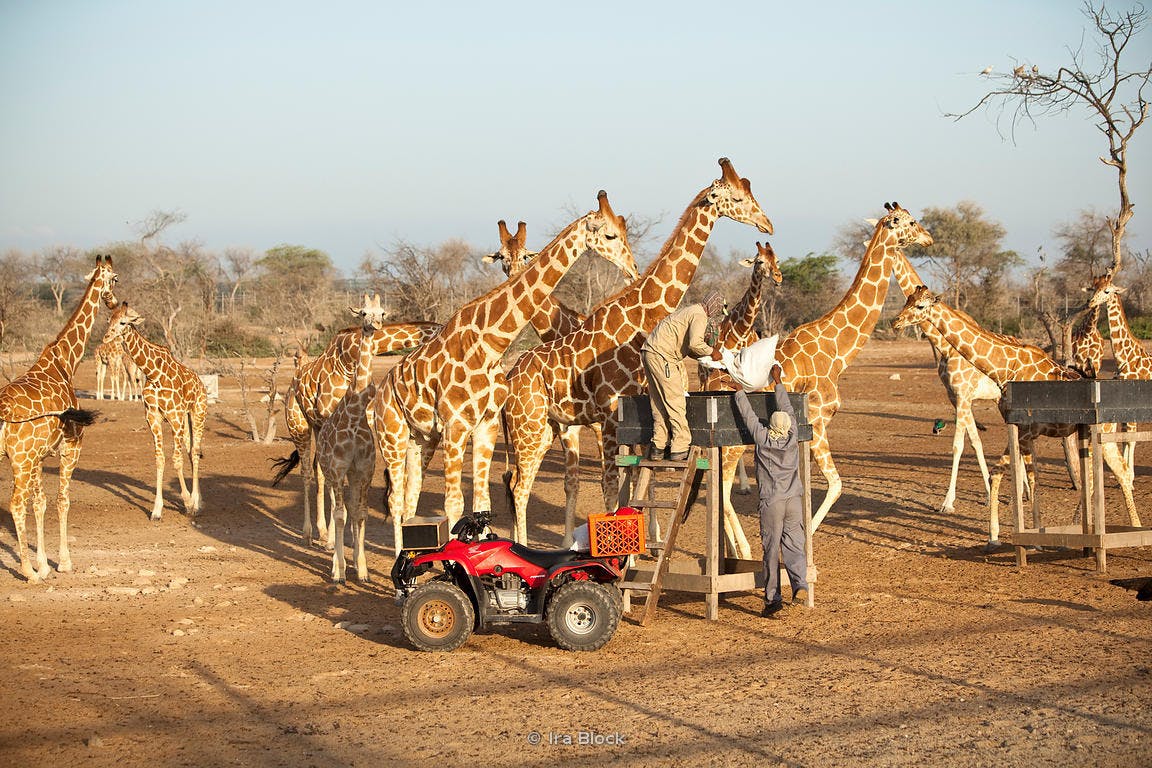 Benefits of Investing in Sir Bani Yas Island