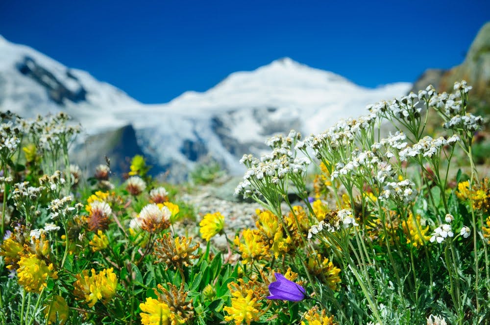 Freshness of Spring Delights