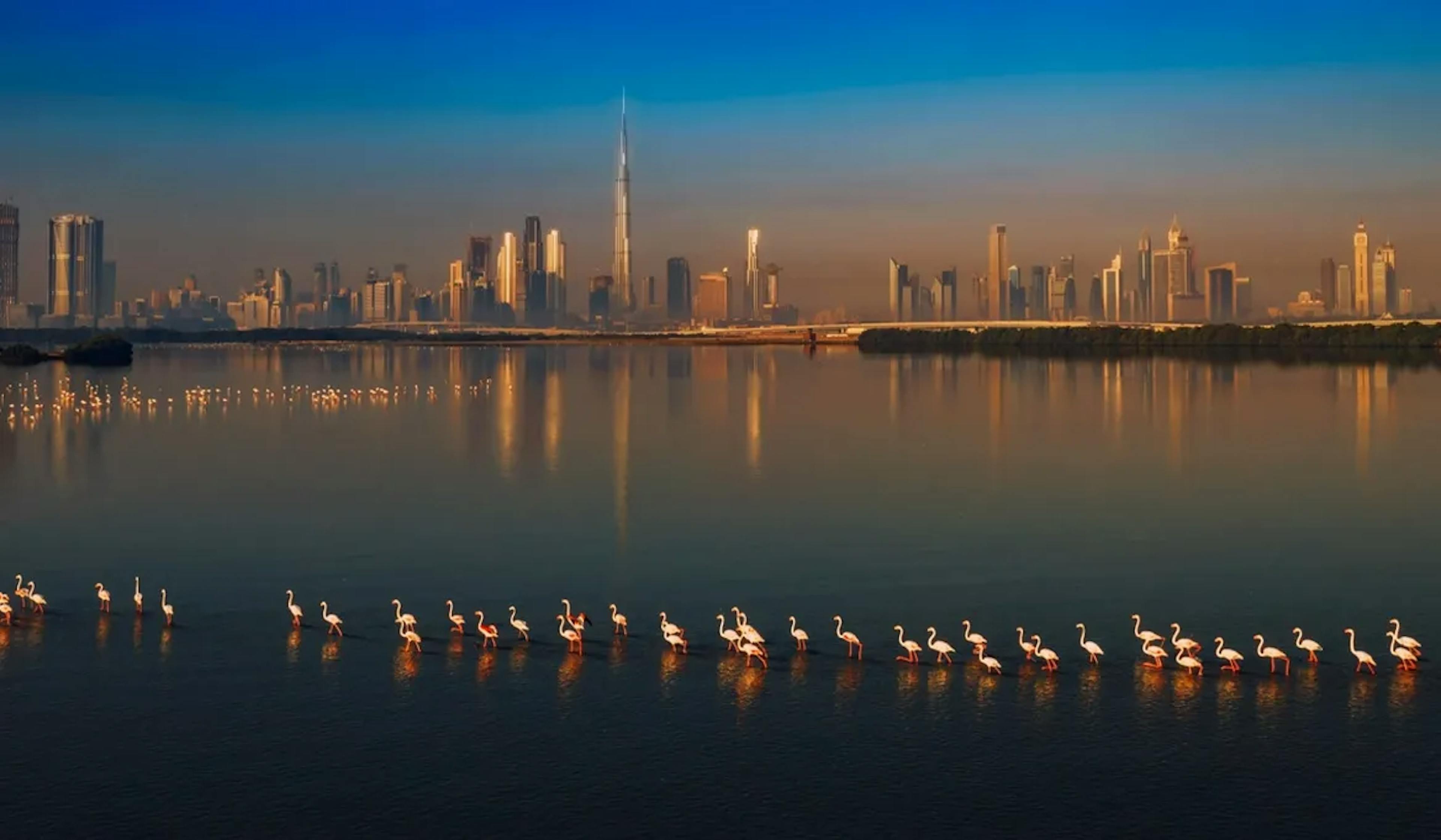 Ras Al Khor Wildlife Sanctuary