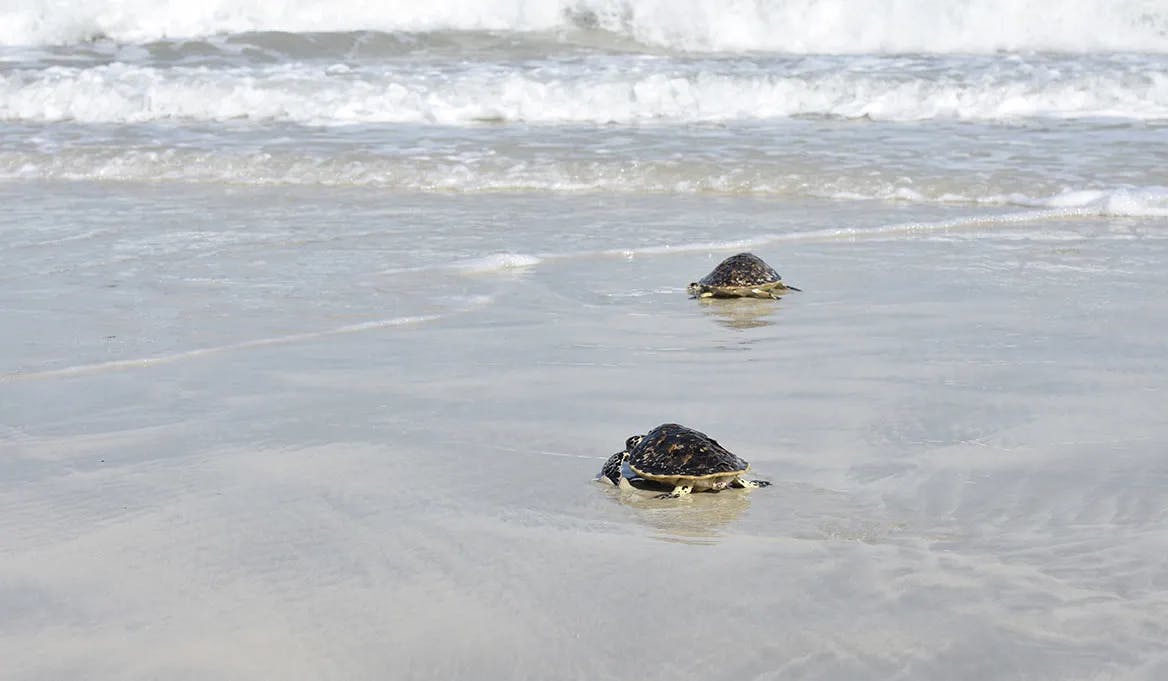 A Unique Ecosystem: Jebel Ali Wildlife Sanctuary