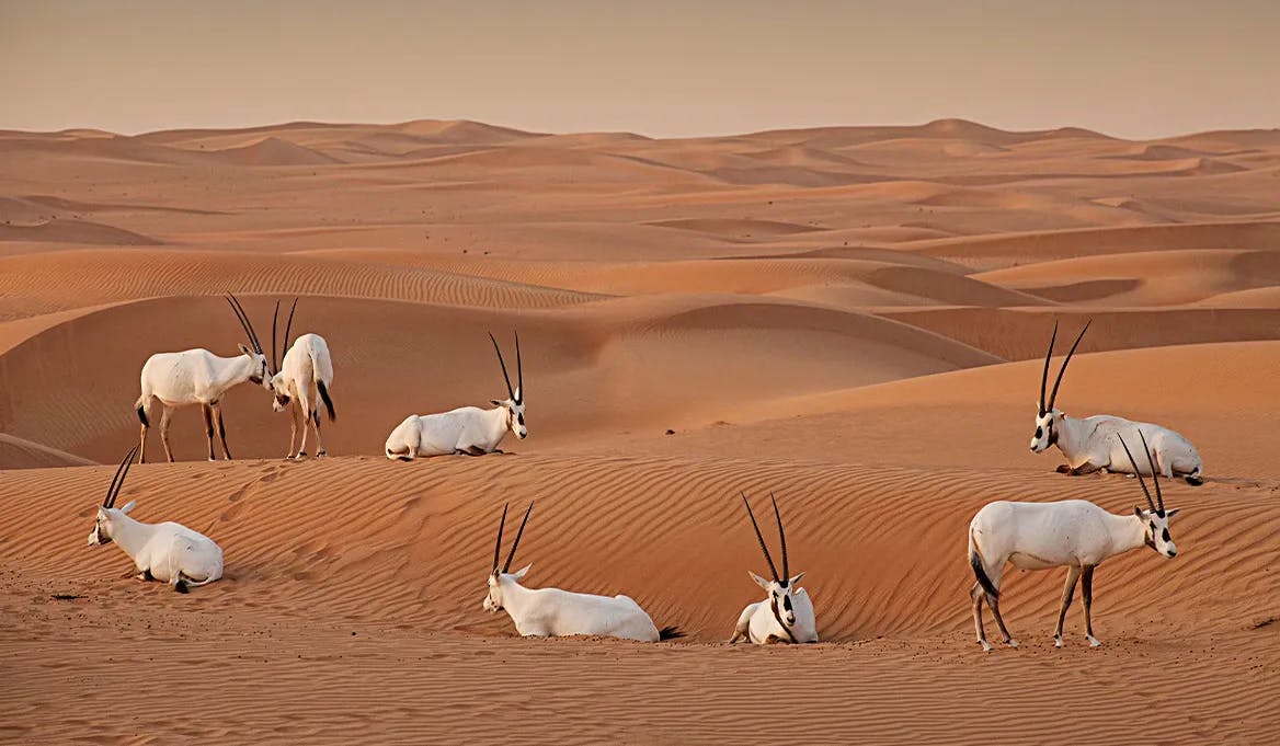 Dubai Desert Conservation Reserve (DDCR)