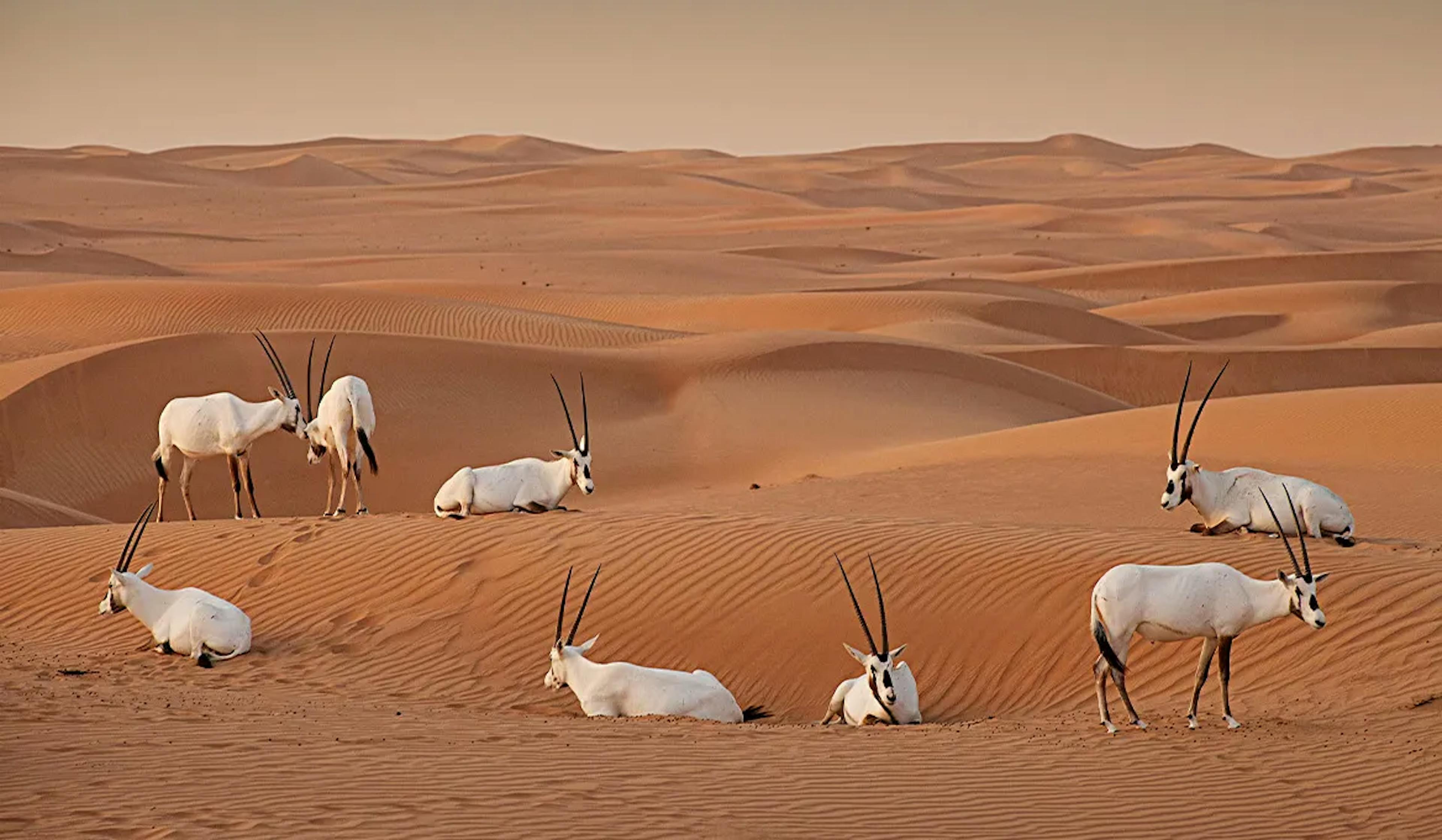 Dubai Desert Conservation Reserve (DDCR)