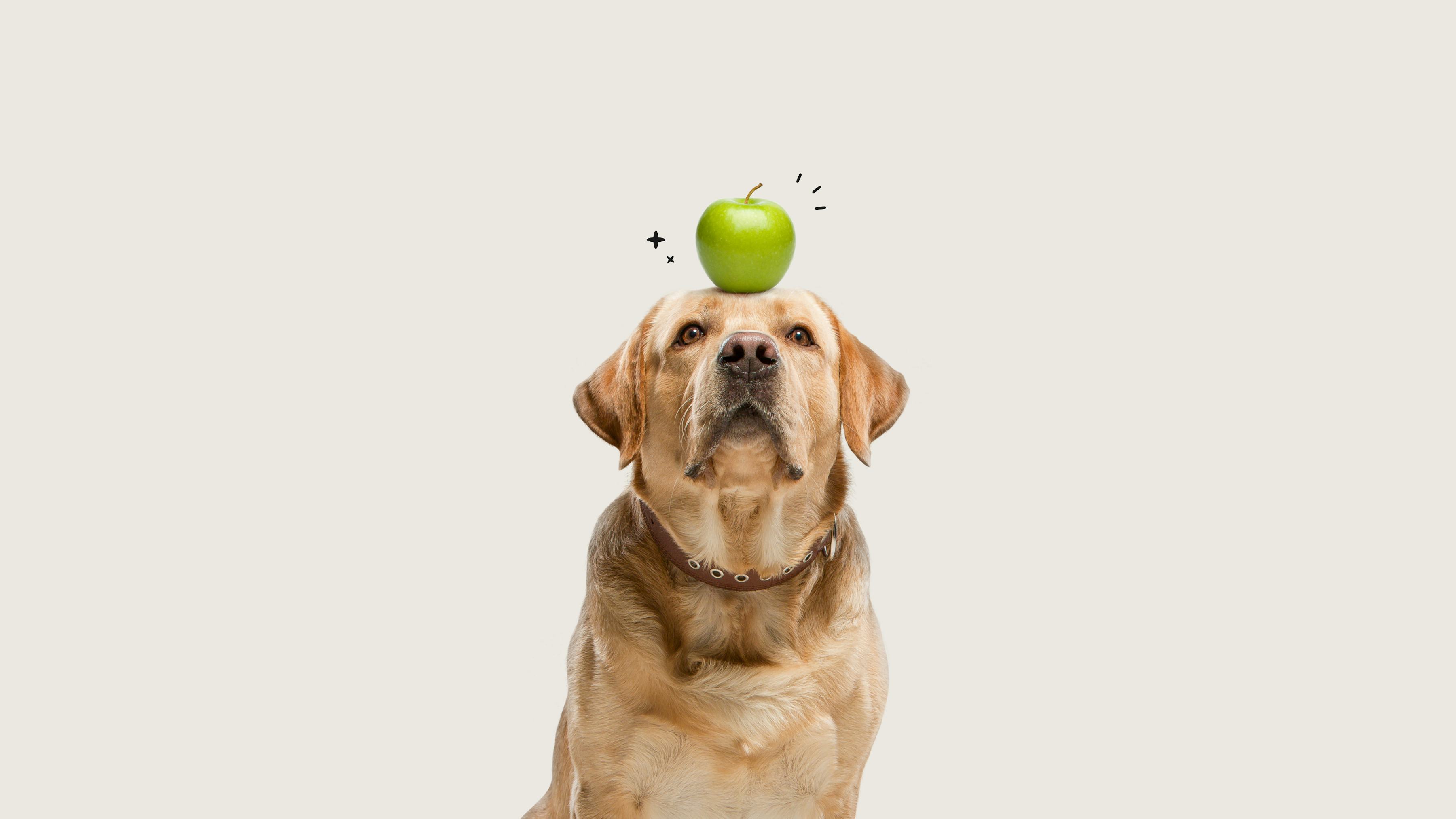 Just Food For Dogs project thumbnail: A golden retriever with a green apple on it’s head