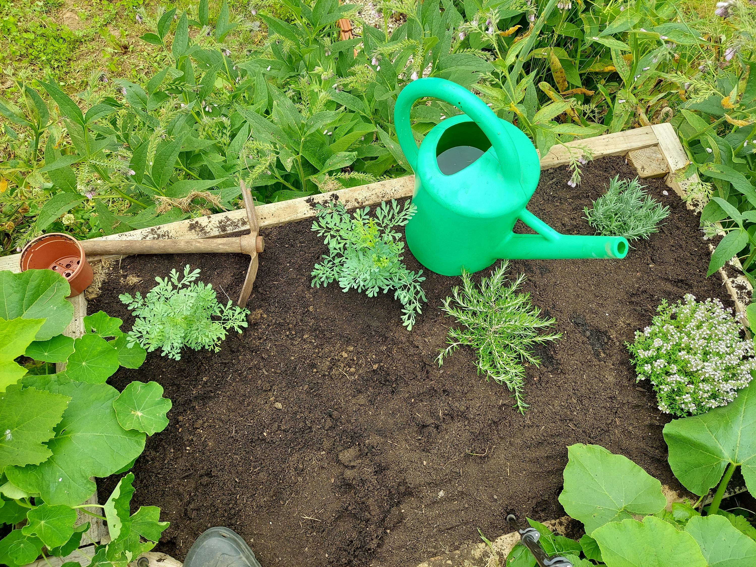 Le potager perpétuel : la solution pour un jardin économique