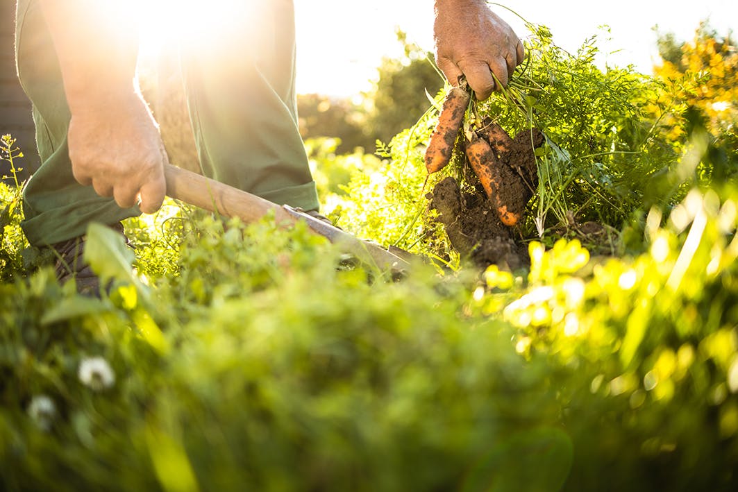 La permaculture pour réduire les dépenses