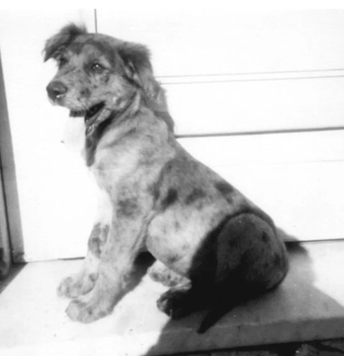 Perro de Bernardo Arnone en la puerta de su casa en la calle San Cono en el barrio de Piedras Blancas.
