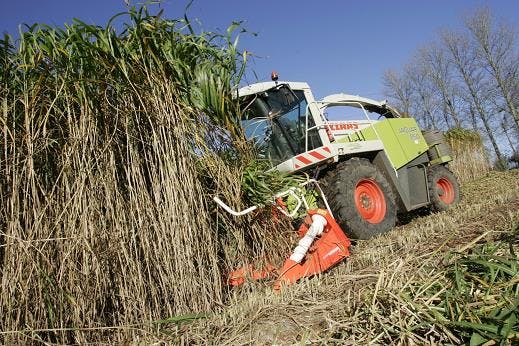 Ernte von Miscanthus (Elefantengras)