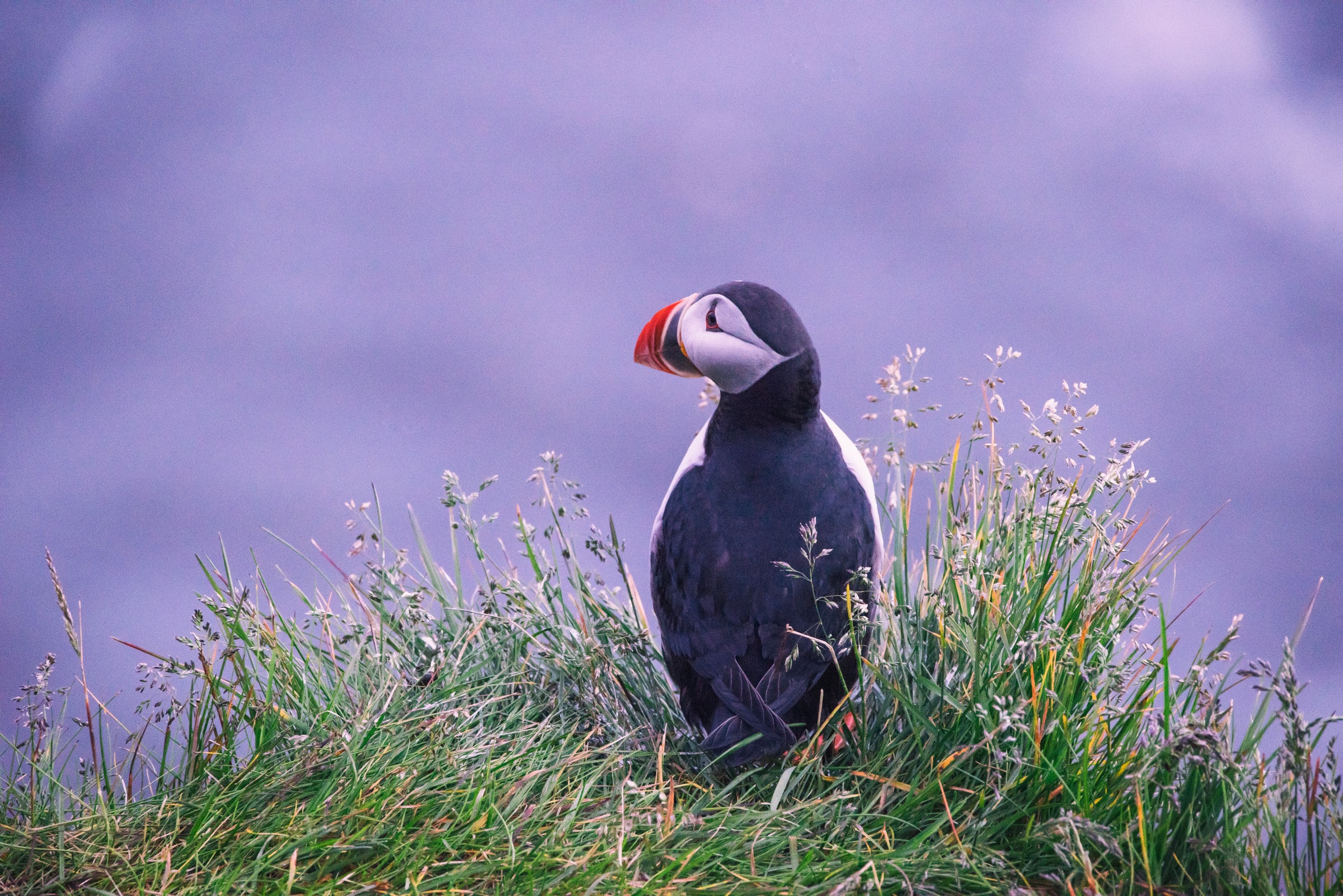 An Atlantic Puffin