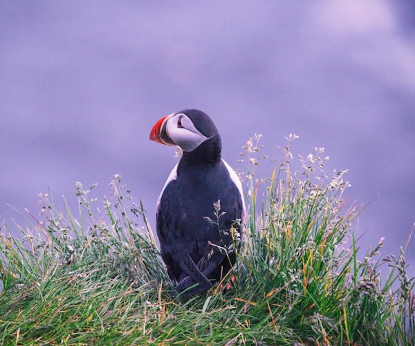 An Atlantic Puffin