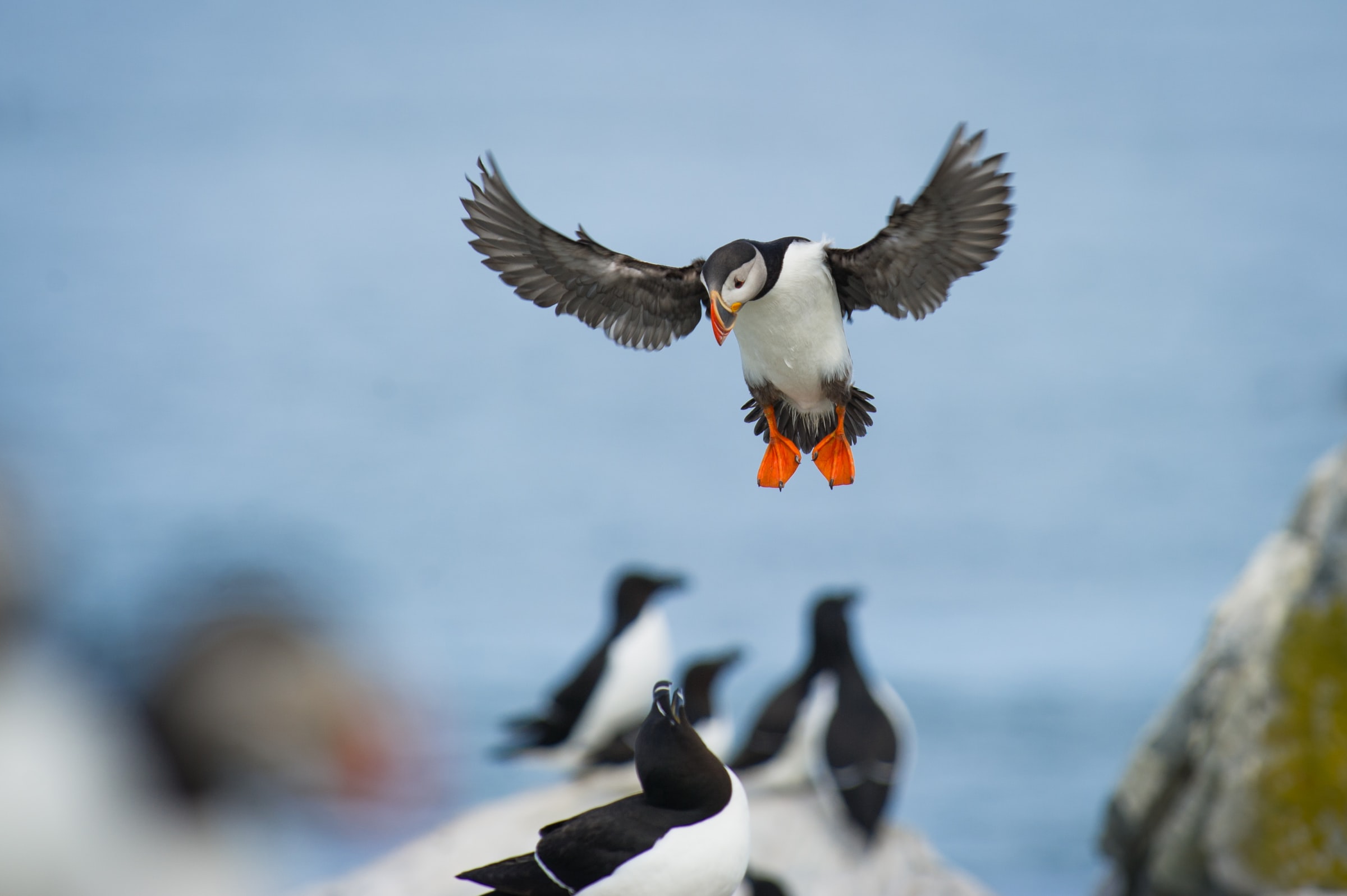 An Atlantic Puffin