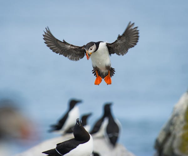 An Atlantic Puffin