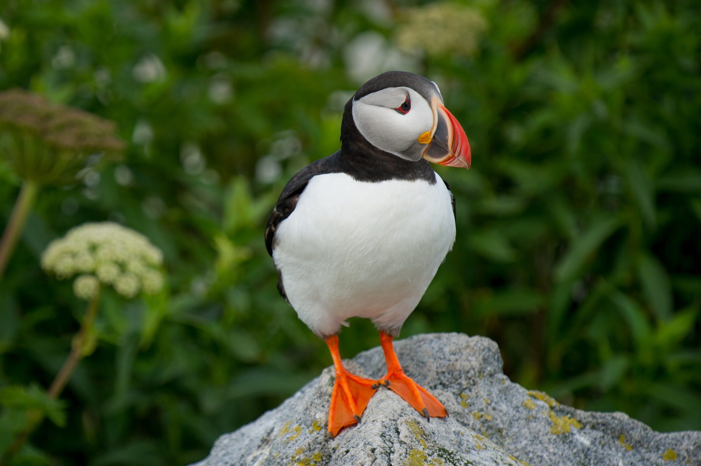 An Atlantic Puffin