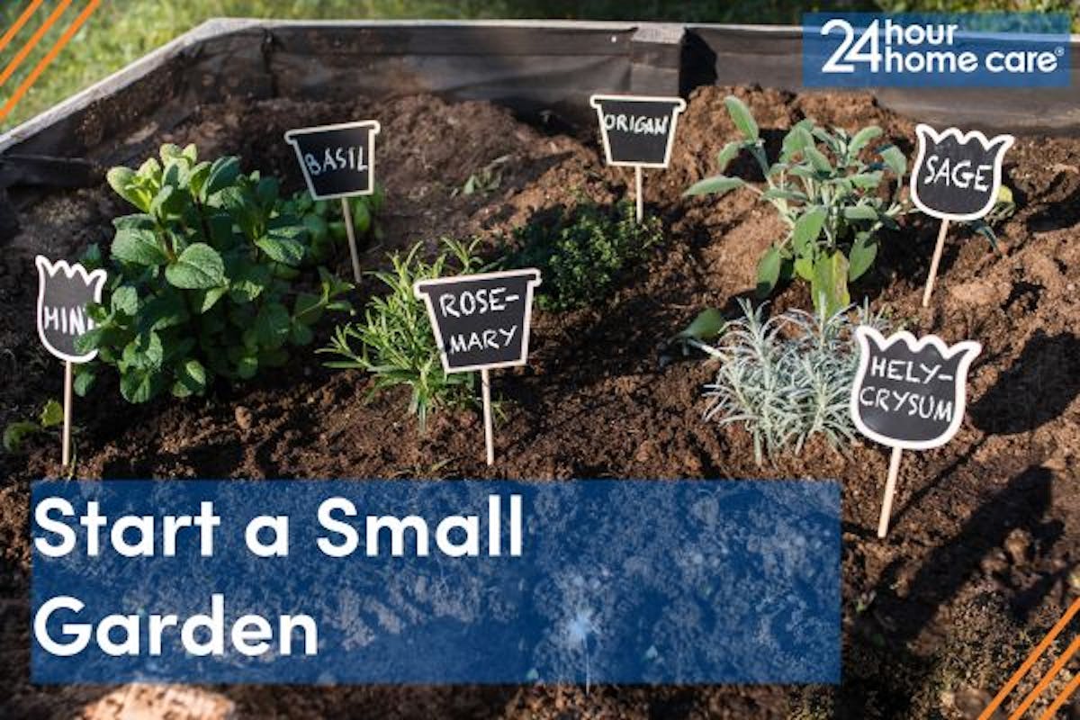 A small herb garden in a back yard.