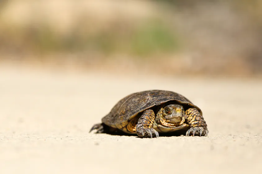 SCORM is slowing us down
