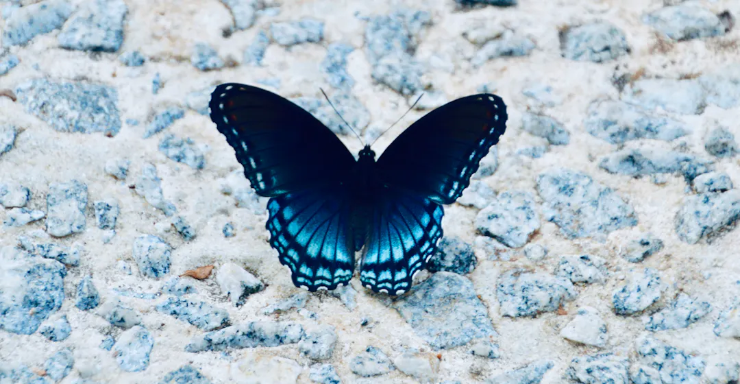 Butterfly representing transformative learning and development programs