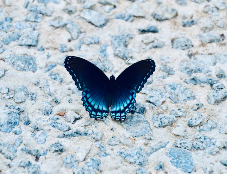 Butterfly representing transformative learning and development programs