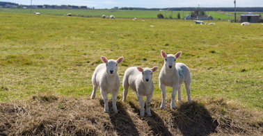 3 sheep representing new employees
