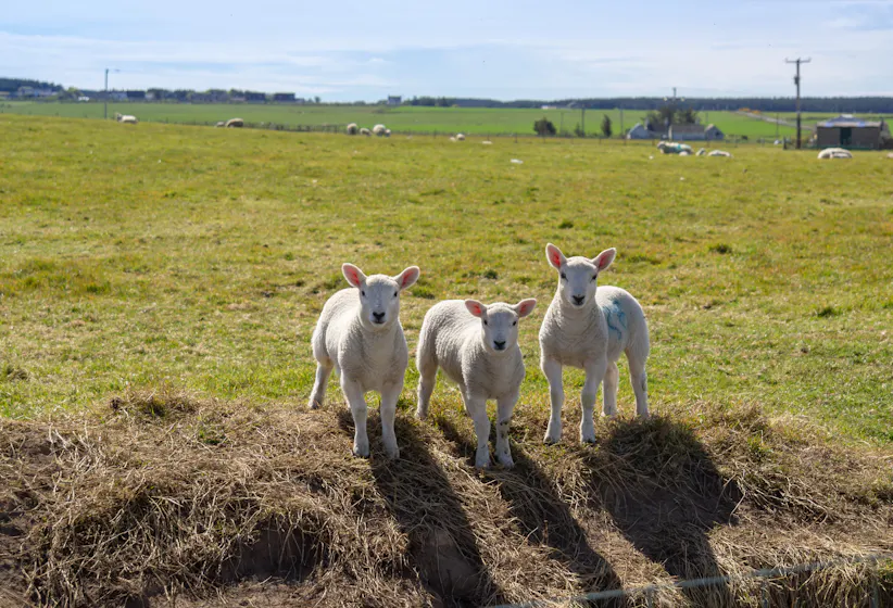 3 sheep representing new employees