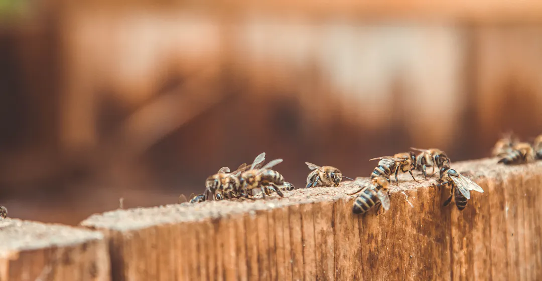 kollaboratives Lernen