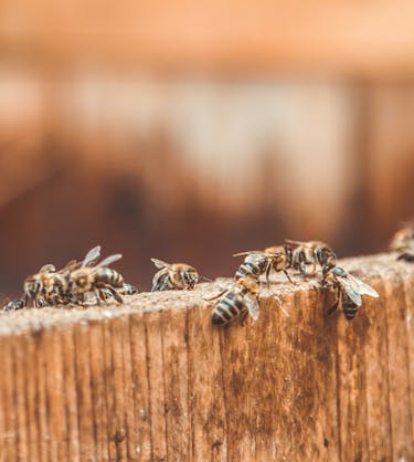 Environnement de Collaborative Learning | 360Learning