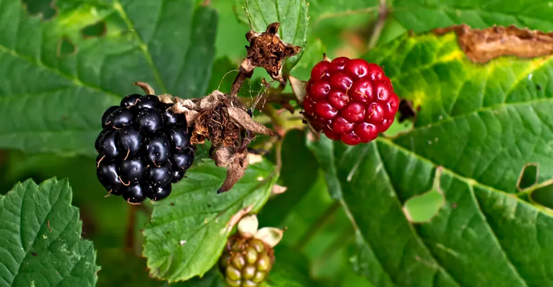 Two berries to contrast 360Learning and TalentLMS platforms.