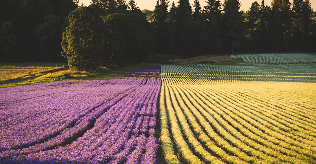 Field of contrasting purple and yellow flowers to represent comparison of Rise Up and 360Learning