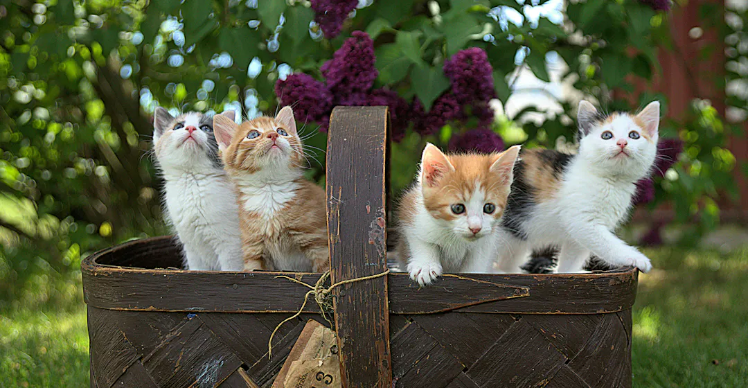 Four kittens in a basket representing the four pillars of the talent-fueled enterprise that recognizes potential and upskills from within.