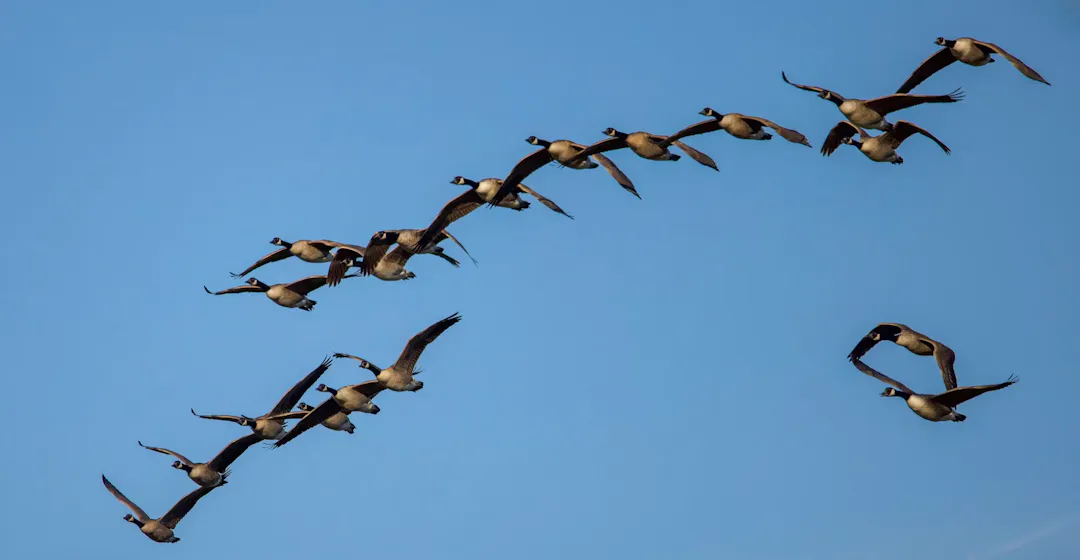 LMS migration plan illustrated by birds