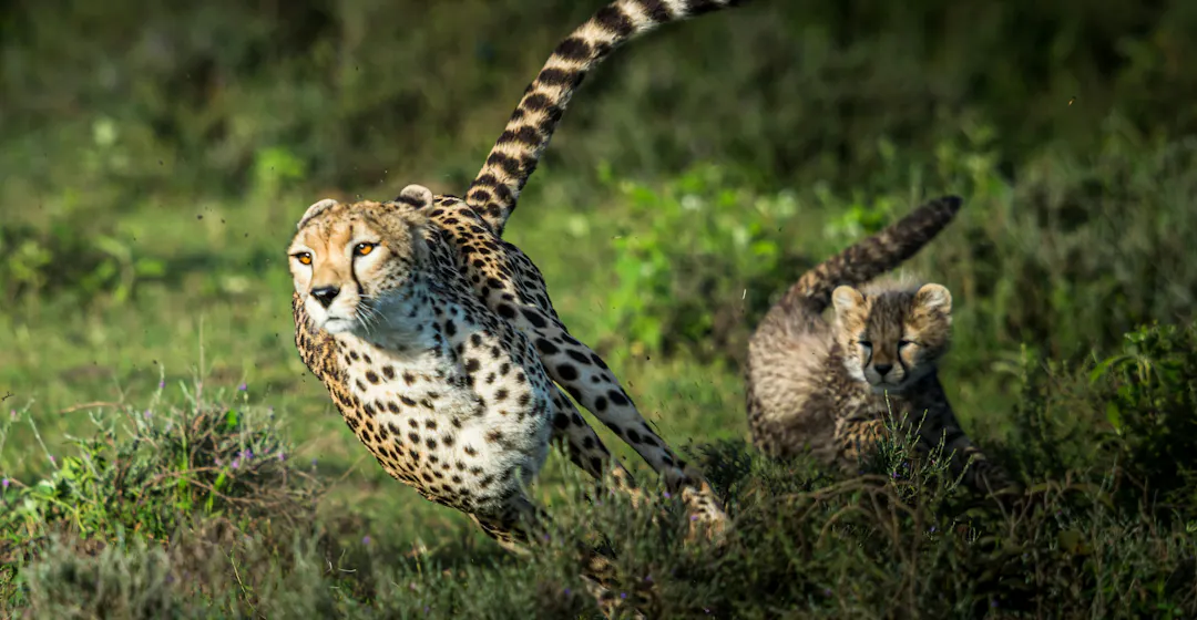 Running cheetah with her cub representing Agile learning and development.