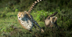 Running cheetah with her cub representing Agile learning and development.