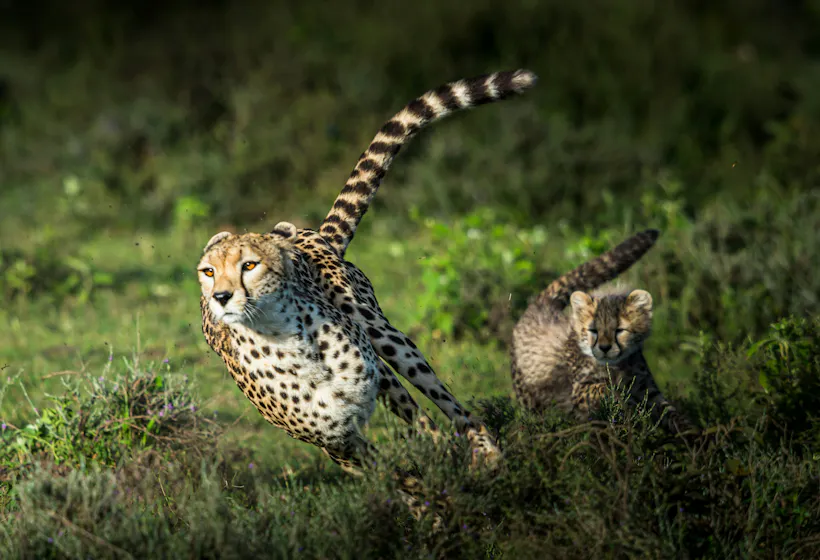 Running cheetah with her cub representing Agile learning and development.