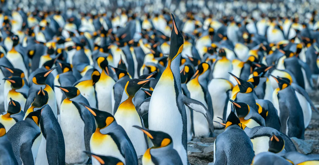 penguins representing community