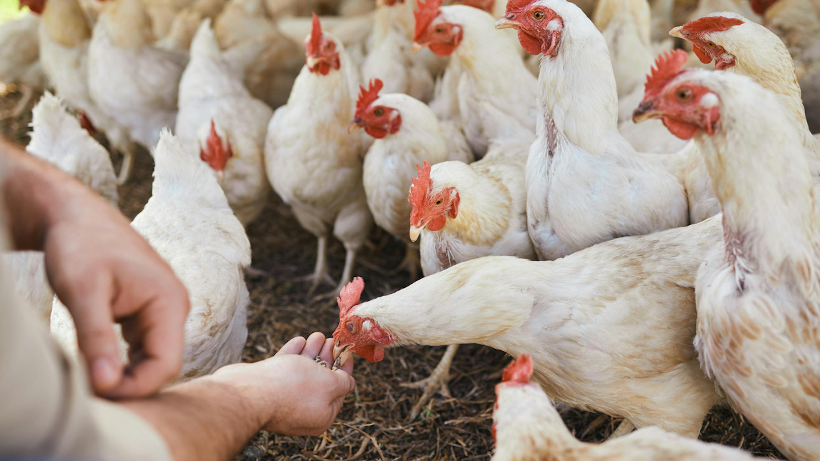 Adisseo-case-study-chicken-eating-food