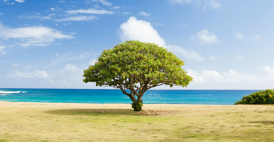 Photo of a tree representing governance in L&D.