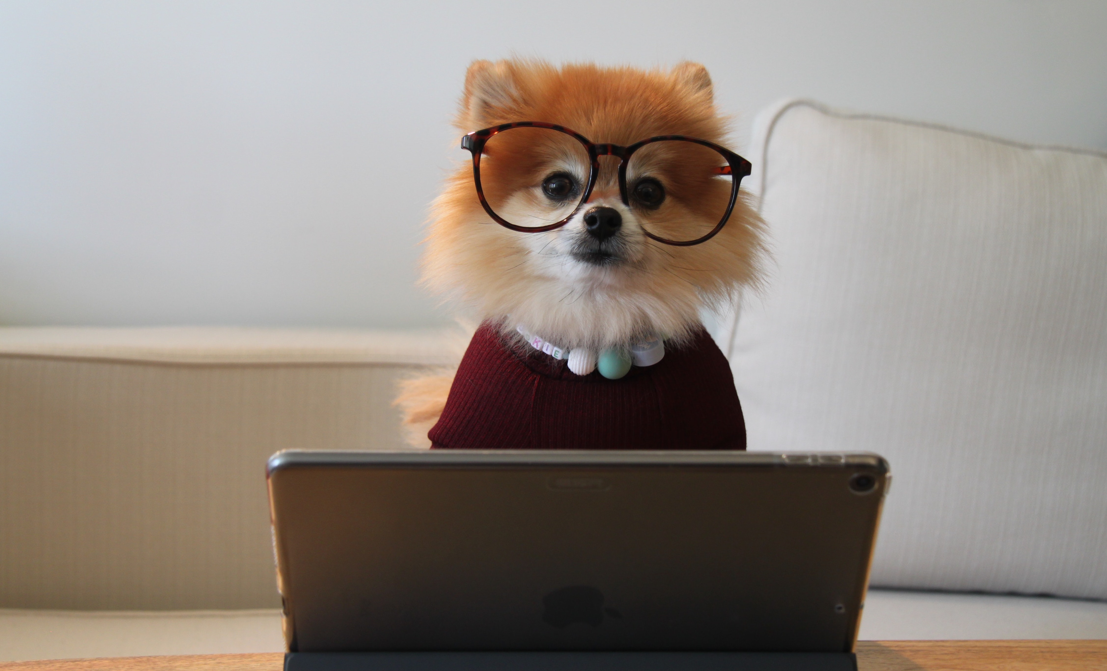 puppy on ipad representing saas customer enablement