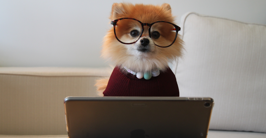 puppy on ipad representing saas customer enablement