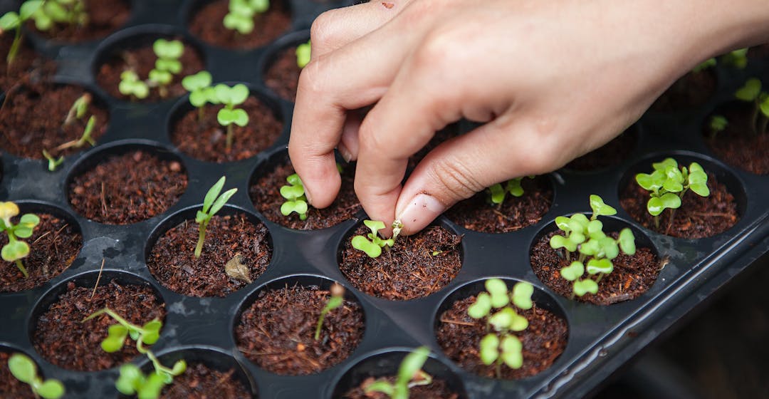 growing plants representing scaling l&d