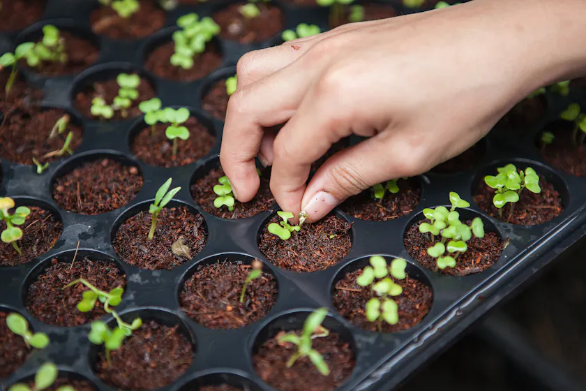 growing plants representing scaling l&d