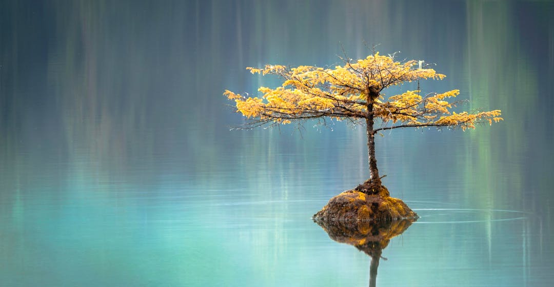 mindfulness training