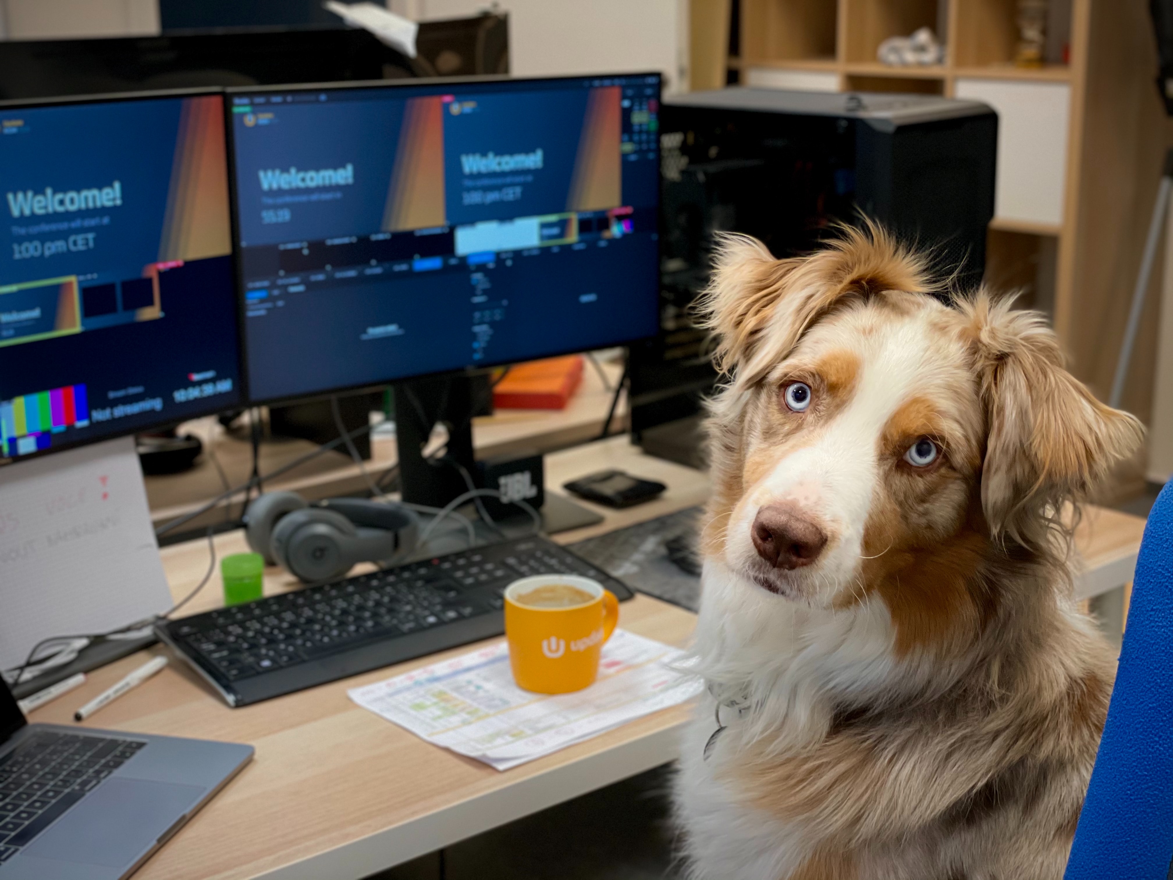 photo of dog at desk representing lms services 