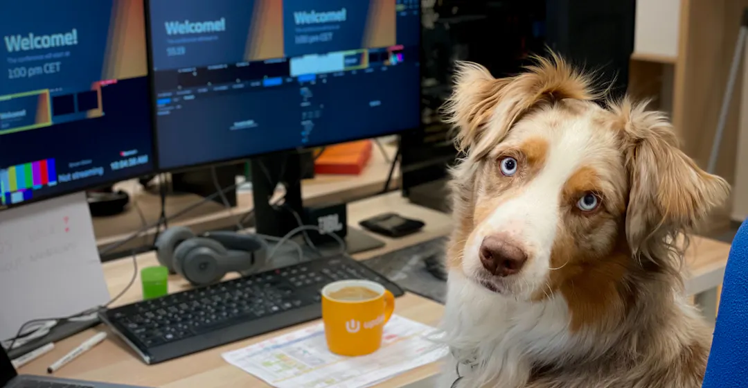 photo of dog at desk representing lms services