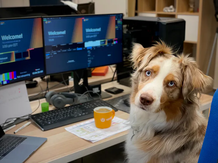 photo of dog at desk representing lms services