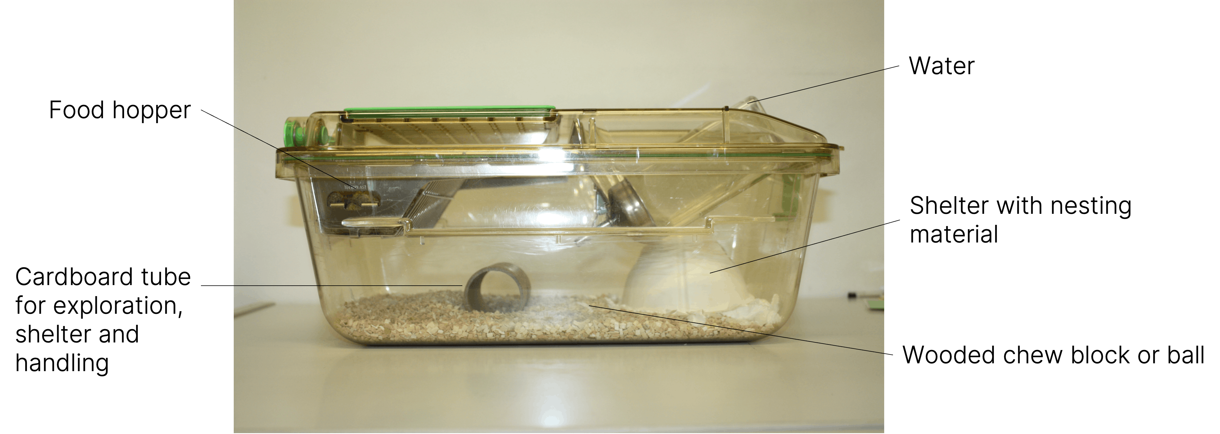 An example of an enriched IVC cage for mice.