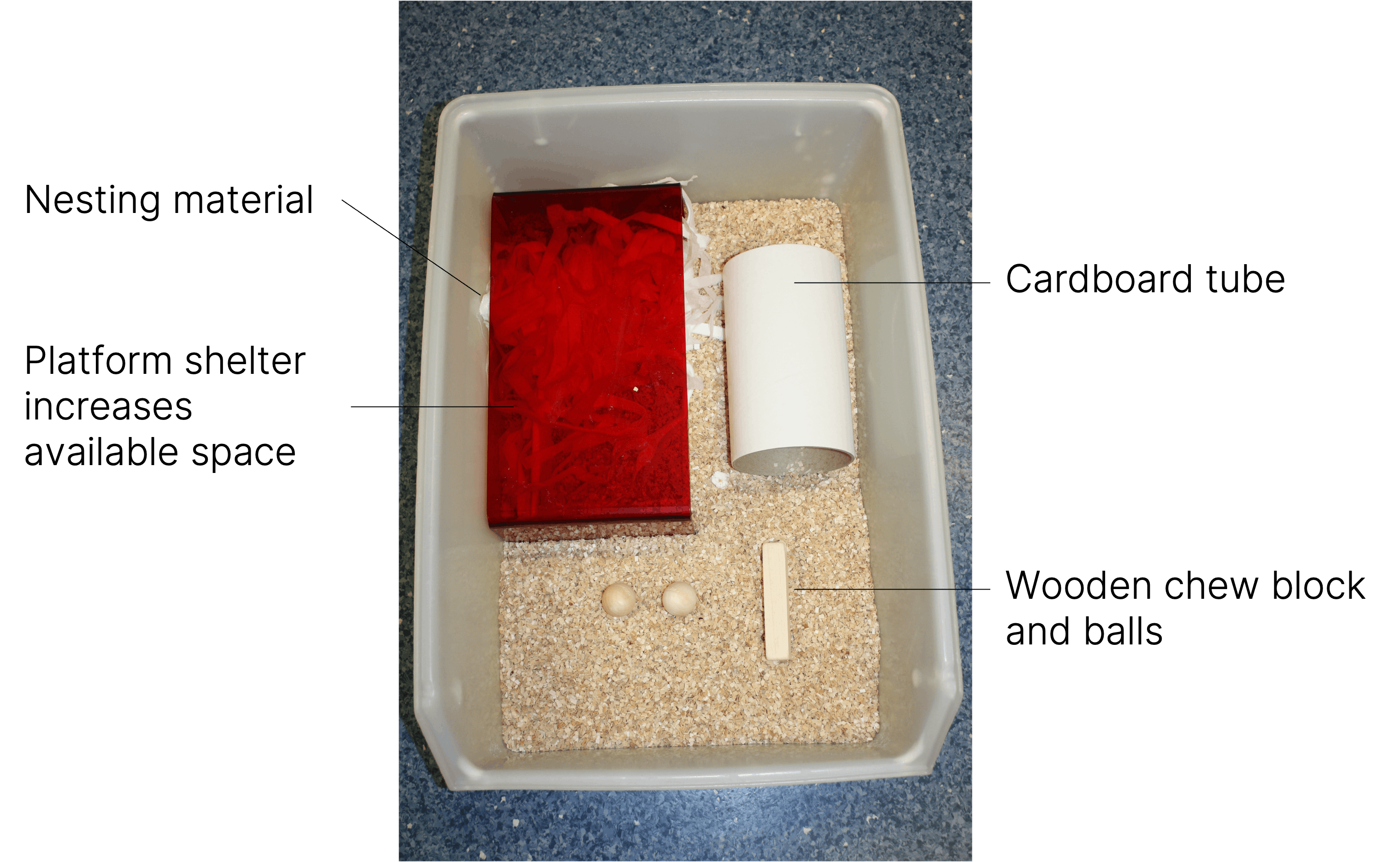 An example of an enriched cage for rats