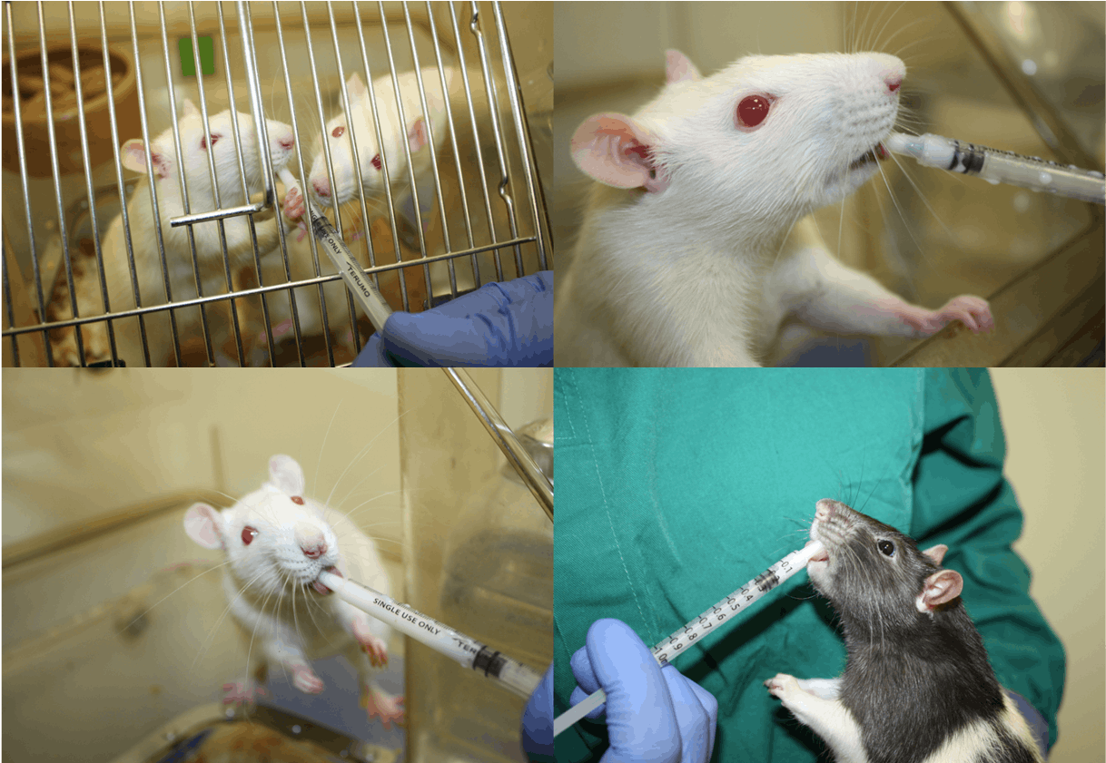 A collage of rats drinking palatable solution.