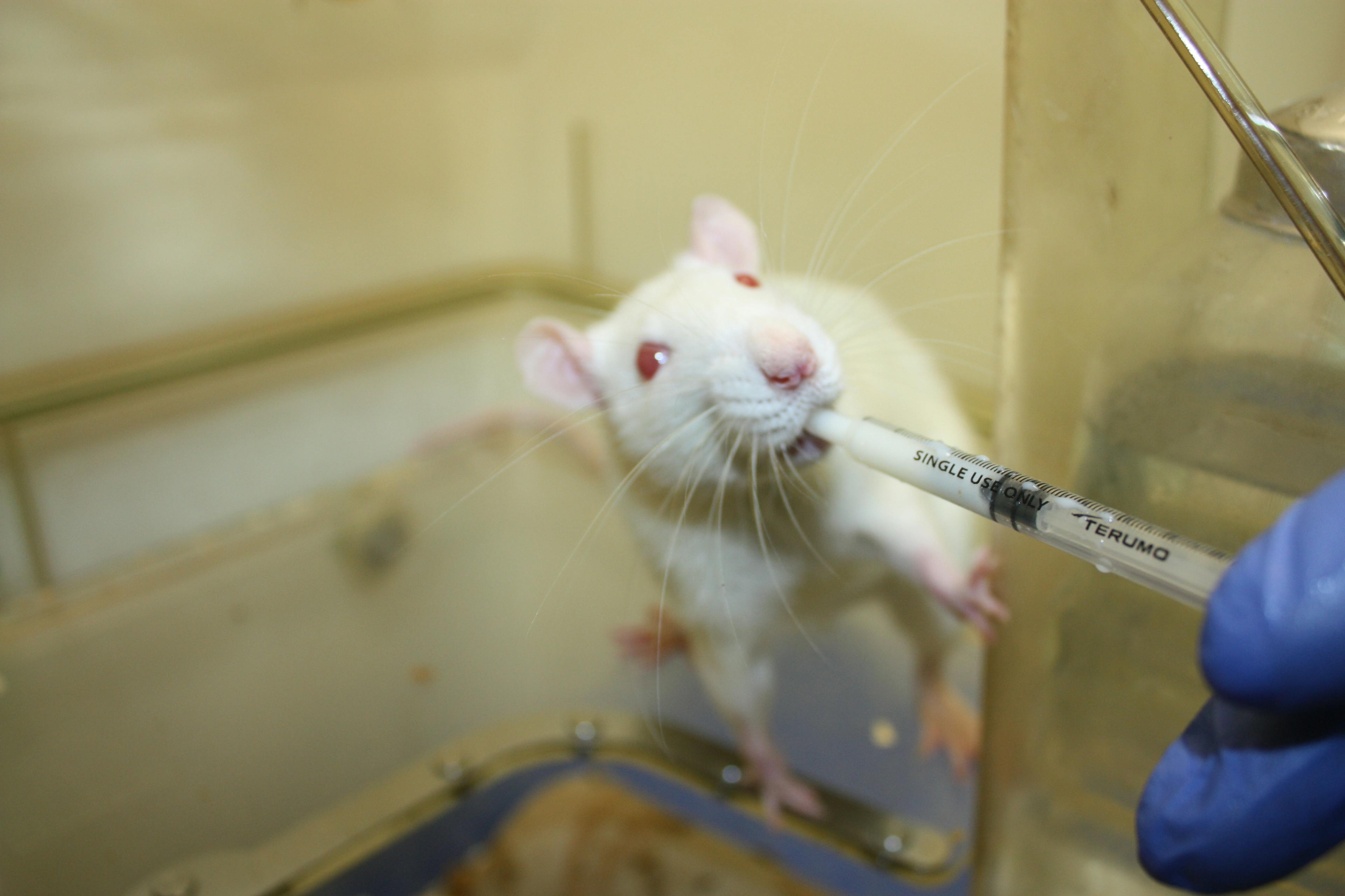 A white lab rat drinking from a syringe.