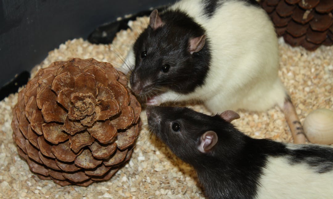 Two rats sniffing a pine cone.