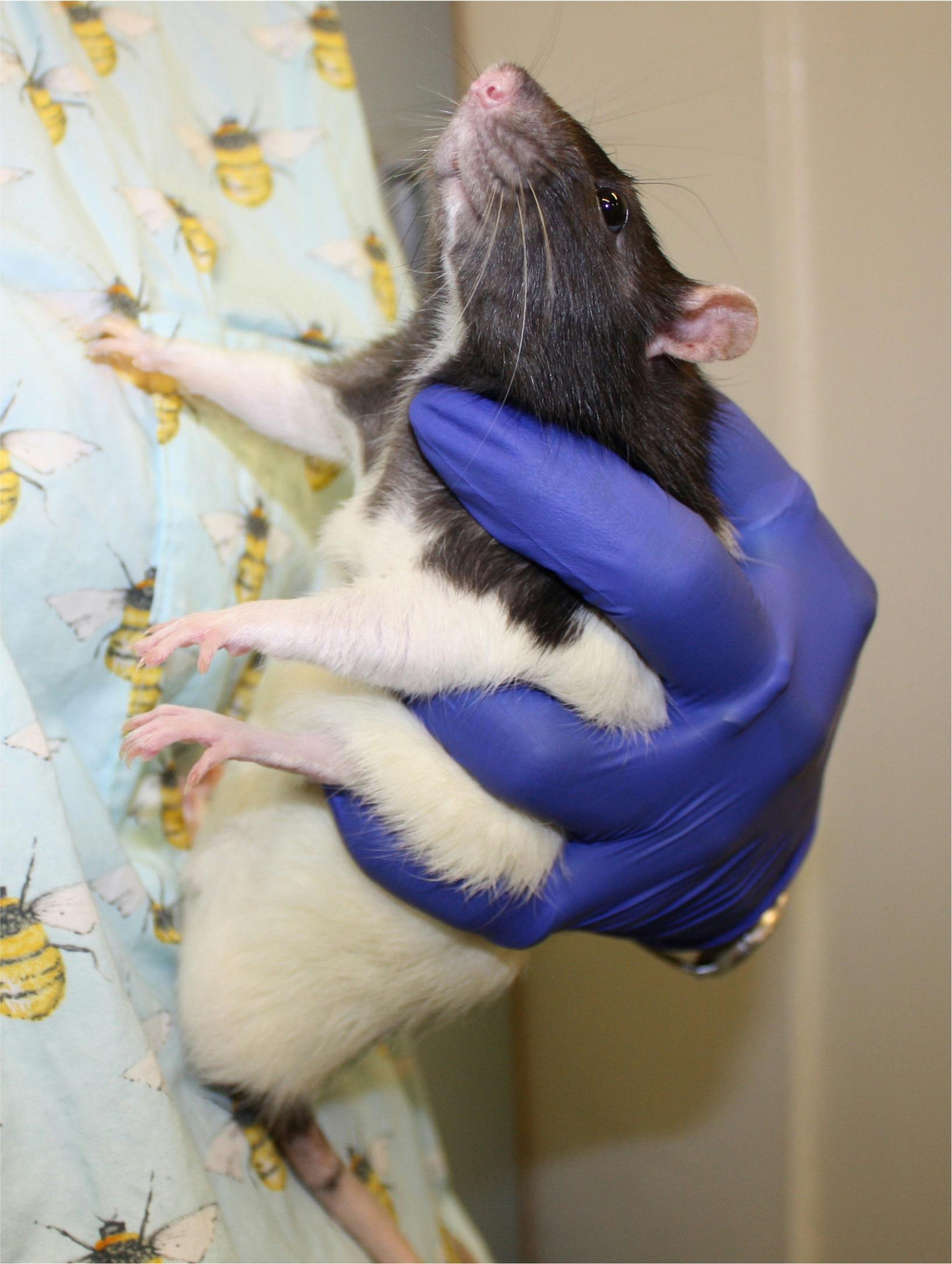 A rat held in position to prevent reversing.